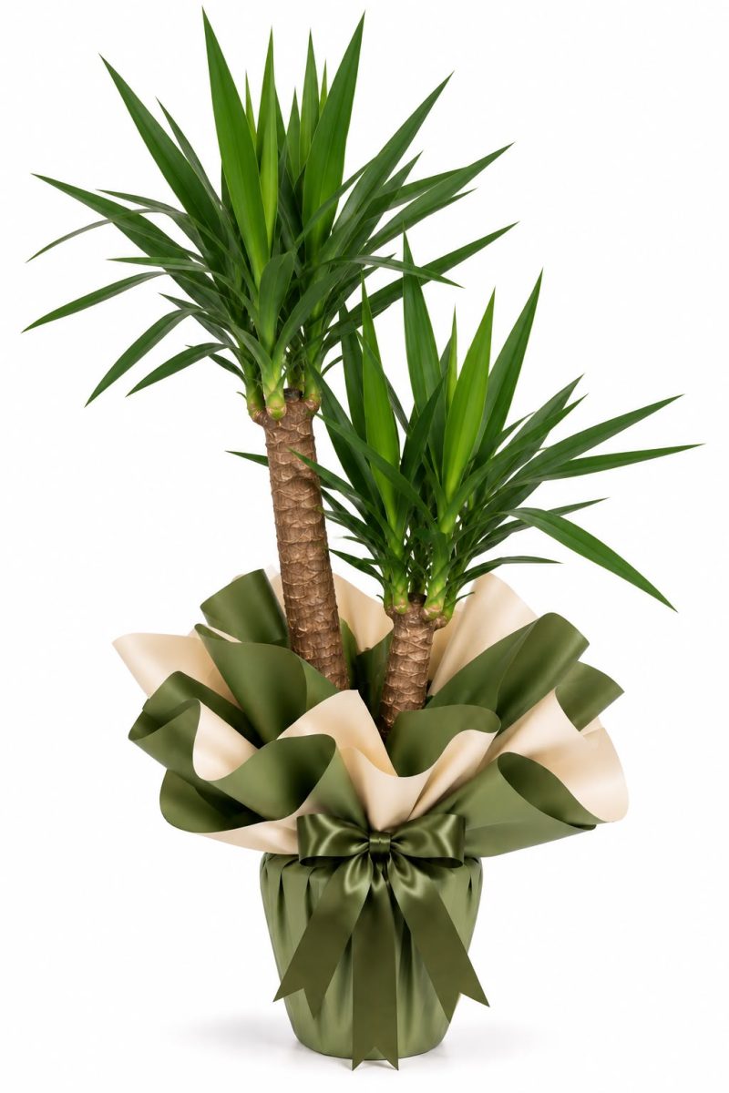 2 Köklü Yucca