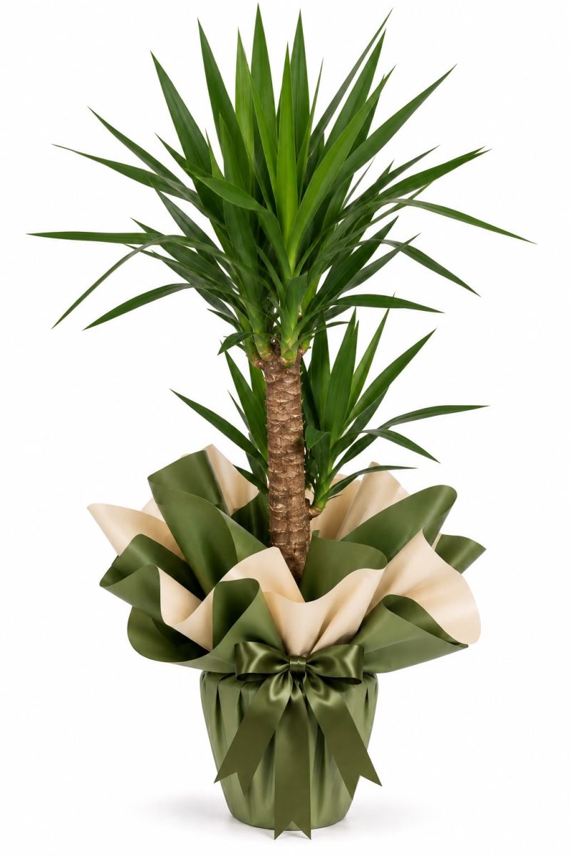 yucca saksı çiçeği